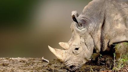 Badak Jawa Main Kubangan