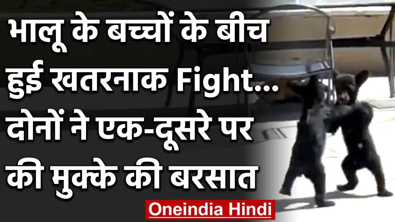 Viral Video : भालू के बच्चों के बीच हुई खतरनाक Fight, एक-दूसरे पर की मुक्के की बरसात |वनइंडिया हिंदी