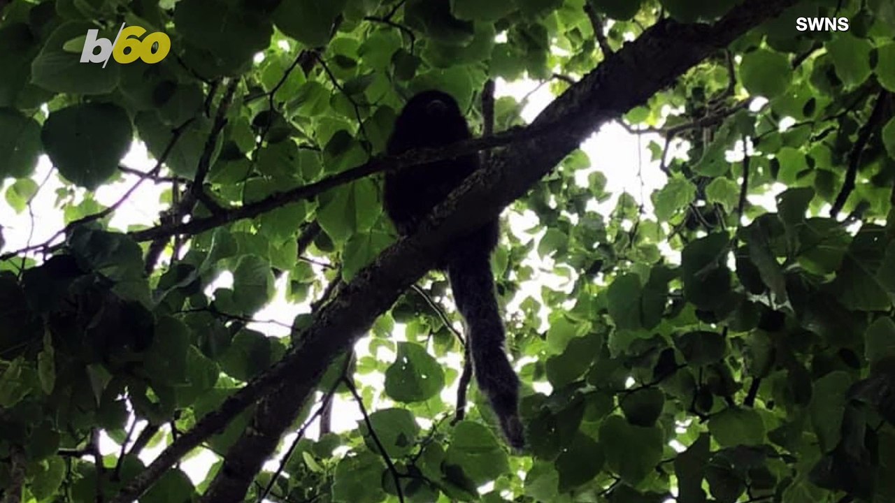 Captured! This Monkey was Actually Caught Monke...