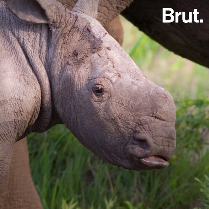 The white rhino population has increased by a least 17.000%