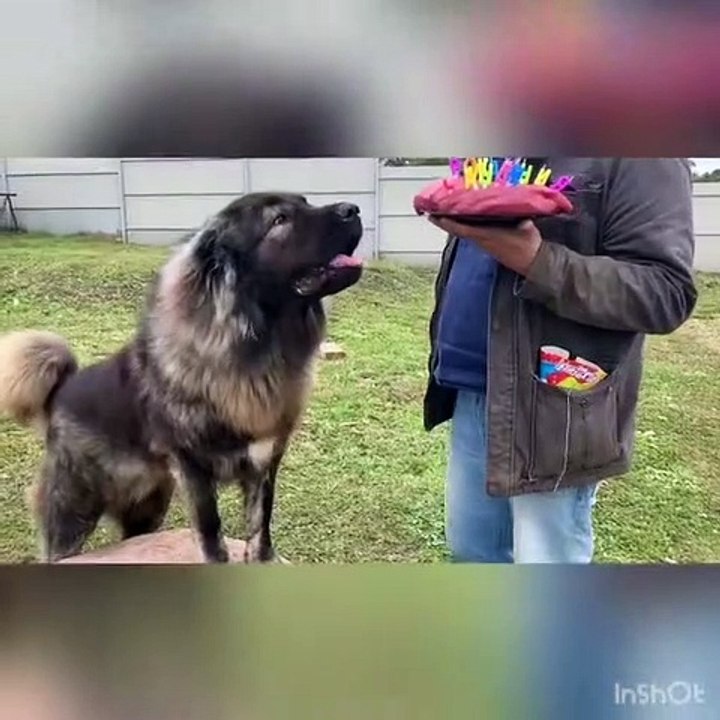 KAFKAS COBAN KOPEGiNE DOGUM GUNU - CAUCASiAN SHEPHERD DOG BiRTHDAY