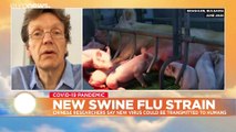Swine flu with pandemic potential discovered in China