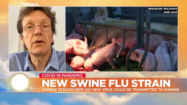 Swine flu with pandemic potential discovered in China
