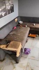 Des locataires vivaient avec 13 chiens, des chats, des lapins...et saccagent l'appartement!