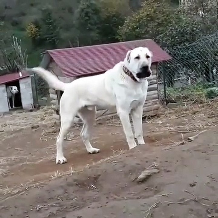 ADAMCI BAHCE KORUMA ANADOLU COBAN KOPEGi - GARDEN SECURiTY ANATOLiAN SHEPHERD DOG