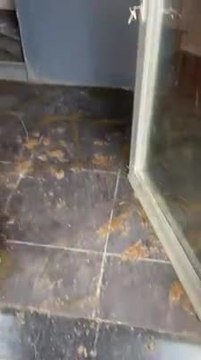 Des locataires vivaient avec 13 chiens, des chats, des lapins...et saccagent l'appartement!