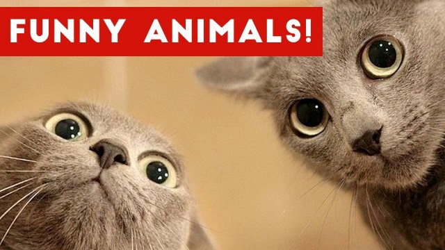 Funniest Pet Fails & Bloopers Compilation November 2016 _ Funny Pet Videos