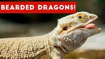 Funniest Cool Bearded Dragon Videos Weekly Compilation 2016 _ Funny Pet Videos