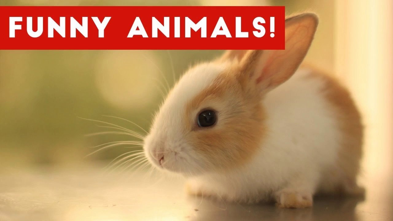 Funniest Pet & Animal Moments Caught On Tape Compilation November 2016 _ Funny Pet Videos