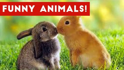 Funny Pet & Animal Clips & Bloopers Weekly Compilation 2016 _ Funny Pet Videos