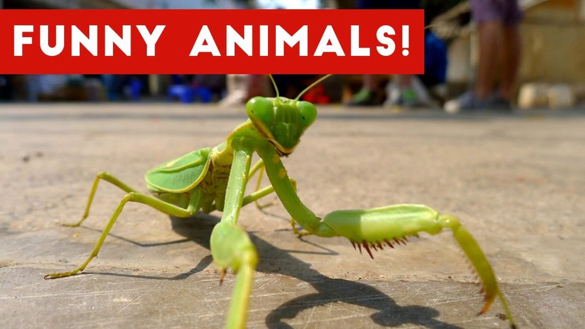 ⁣Funniest Pet & Animals Moments Caught On Tape Weekly Compilation 2016 _ Funny Pet Videos