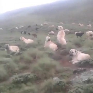 KANGAL ve COBAN KOPEKLERi KURT PUSUSUNDA - KANGAL DOG and SHEPHERD DOG at MiSSiON SHEEPS