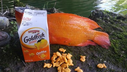 Catching GOLDFISH with Goldfish!!!