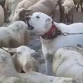 AKBAS COBAN KOPEGi GOREV BASINDA - ANATOLiAN SHEPHERD AKBASH DOG