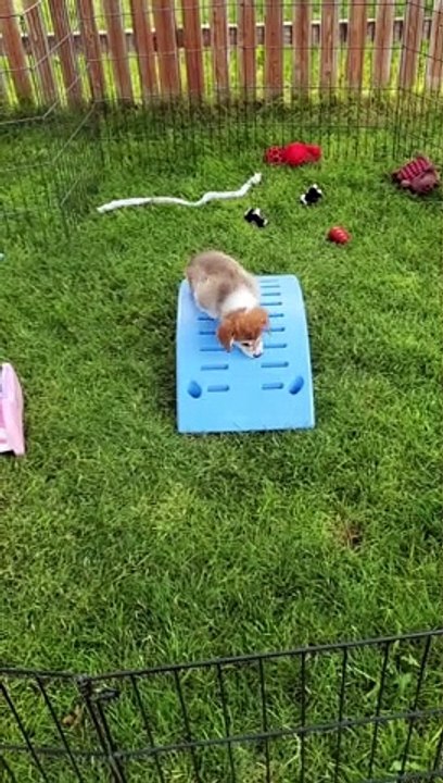 Corgi Slowly Slides into Monday