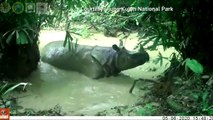 Javan rhino enjoys a mud bath