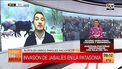 Invasión de jabalíes en la Patagonia