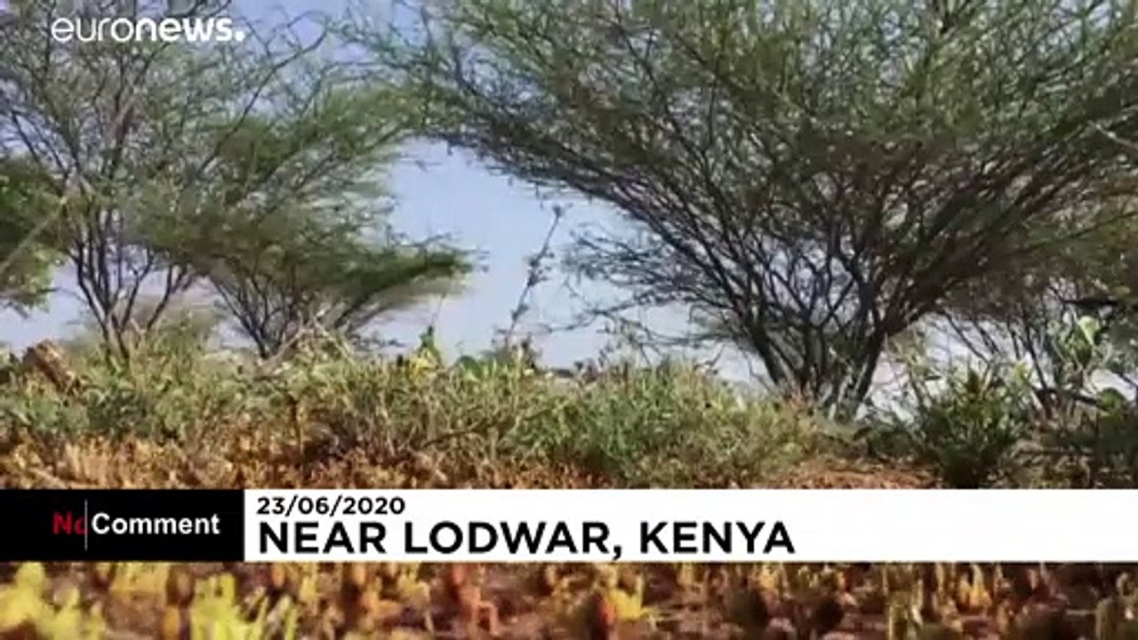 Viele Länder Afrikas erleben die schlimmste Heuschreckenplage seit Jahrzehnten