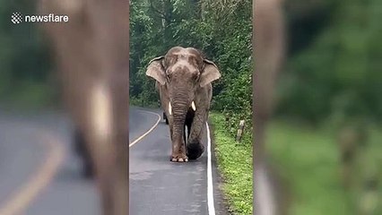 Wild elephant strolls along mountain road in Thailand