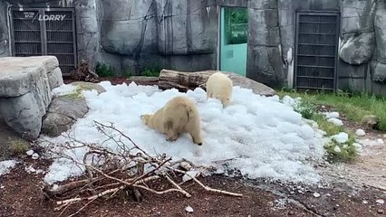 コペンハーゲン動物園のリンとイマクに雪のプレゼント(Jul02_2020)