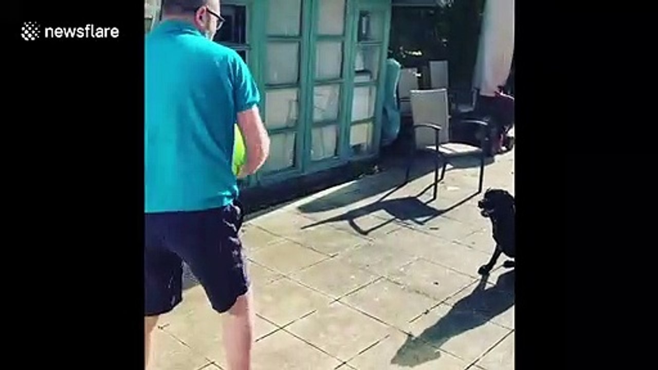 Excitable dog plays catch with owner by heading ball back