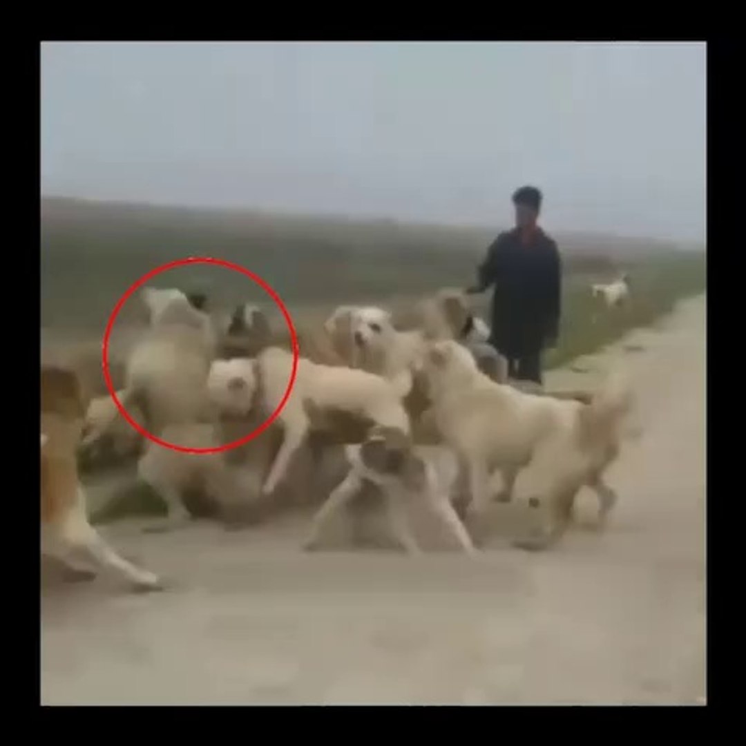 Iran Coban Kopekleri Sert Karsilasmalari Persian Shepherd Dog Vs