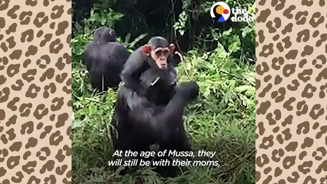 Ce pilote a secouru un chimpanzé et le transporte dans son avion pour l’emmener vers un centre spécialisé.