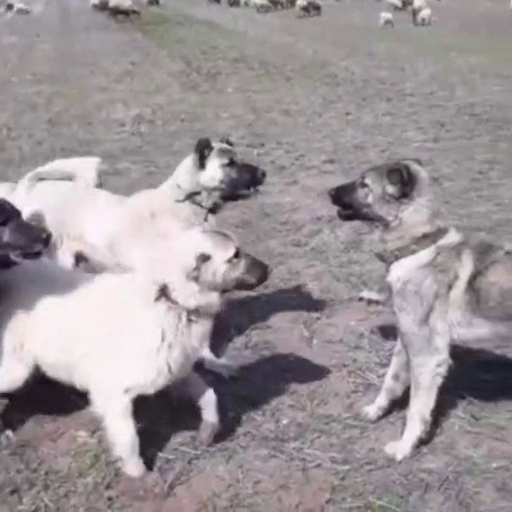 KANGAL KOPEKLERi ve ANADOLU COBAN KOPEKLERi SINIR iHLALi - SHEPHERD DOGS vs KANGAL DOGS