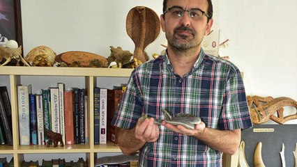 Ortaya çıkan yılanlar deprem habercisi mi?