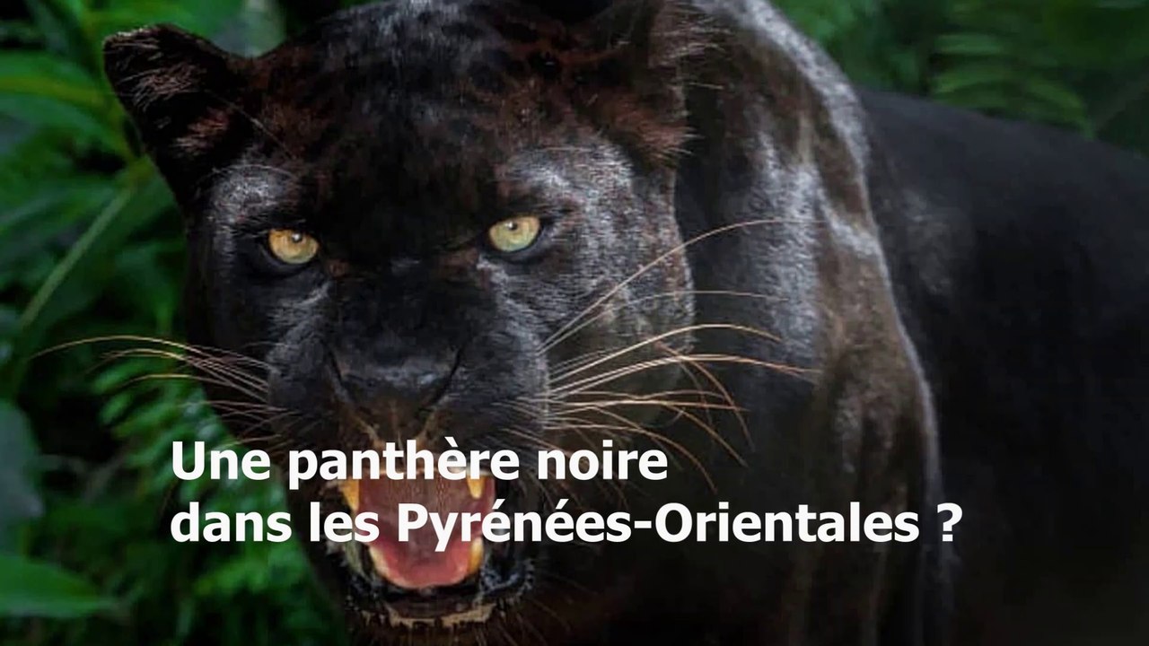 Fait divers insolite en Pyrénées-orientale