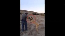 COBAN KOPEKLERi GOREV BASINDA - ANATOLiAN SHEPHERD DOGS and SHEEP WATCH