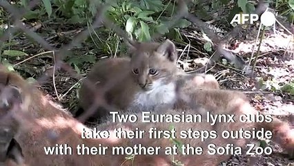 Two Eurasian lynx cubs take first steps in Sofia Zoo