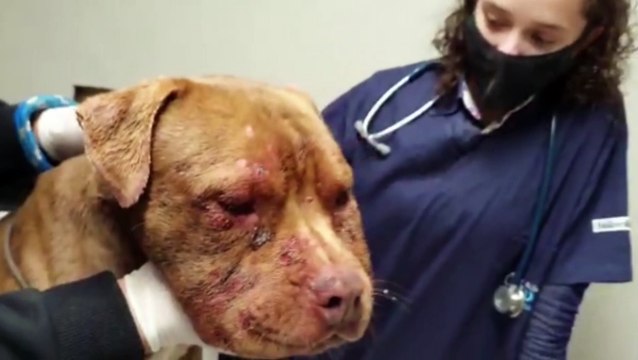 Médica Veterinária é autuada por maus tratos contra Pitbulls
