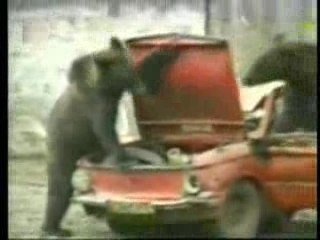 クマ３頭で車をぼっこぼこにしてやんよ