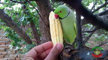 Parrot Eating Corn on Tree