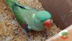 Amazing Green Parrots