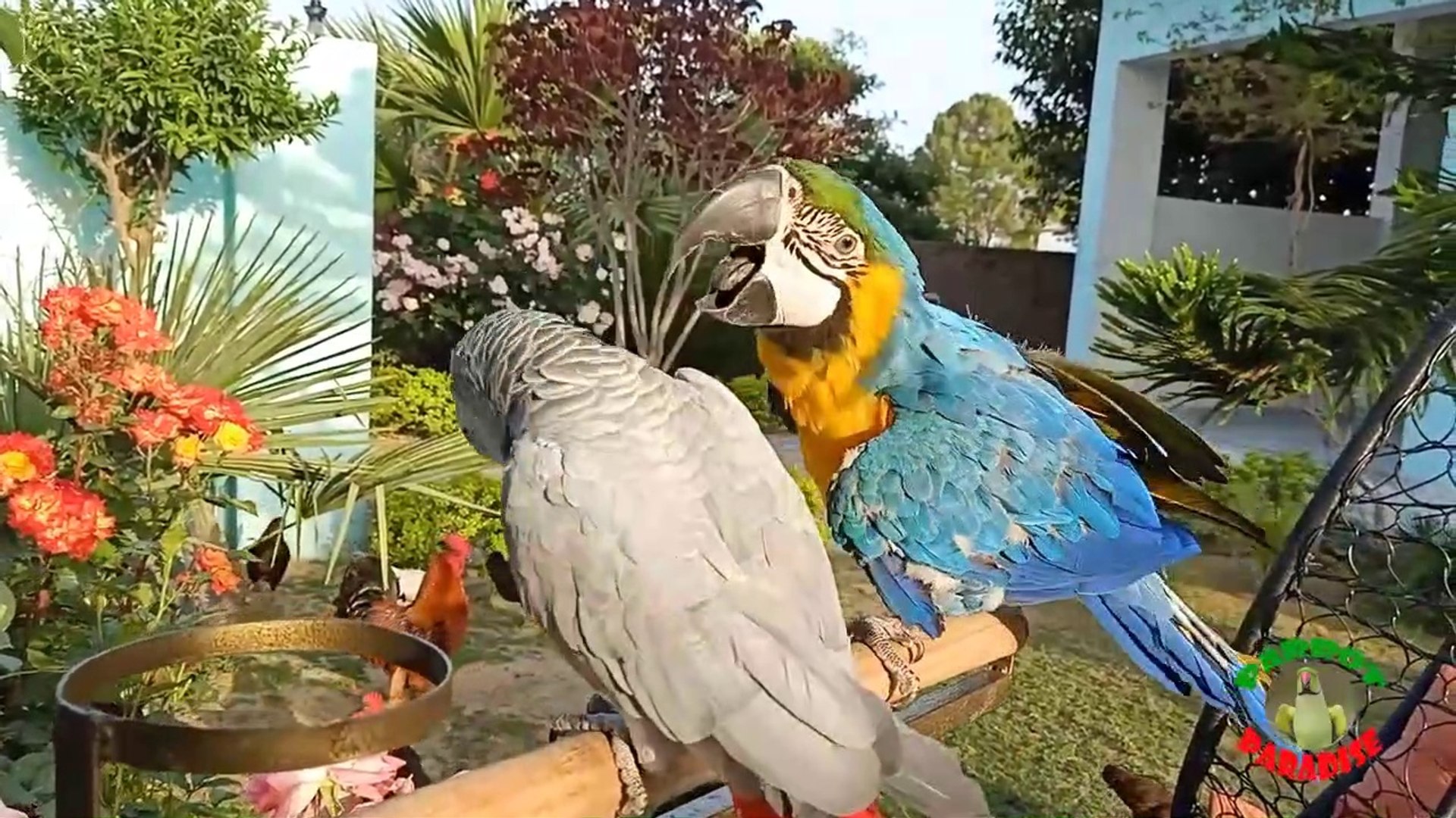 American Parrot vs African Grey Parrot