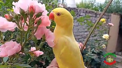 Yellow Indian Ringneck Parrot