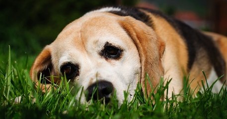 Le nombre de condamnations pour maltraitance et abandon d'animaux est en hausse