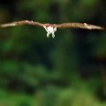 Águila pescando