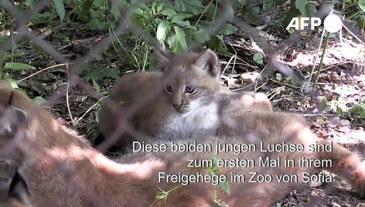 Luchs-Babys erkunden Gehege im Zoo von Sofia