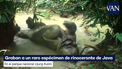 Graban a un raro espécimen de rinoceronte de Java