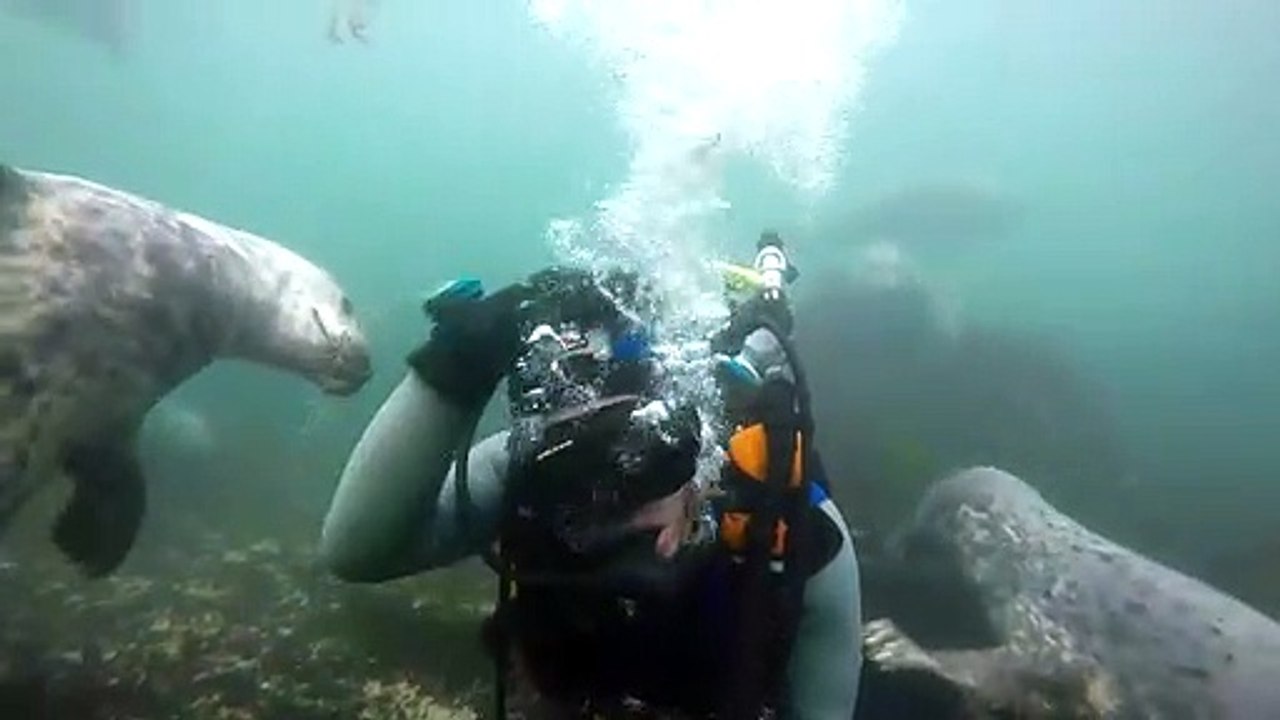 Des phoques curieux viennent embeter un plongeur