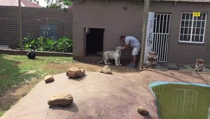 Ne jamais tourner le dos à un tigre... l'animal est taquin