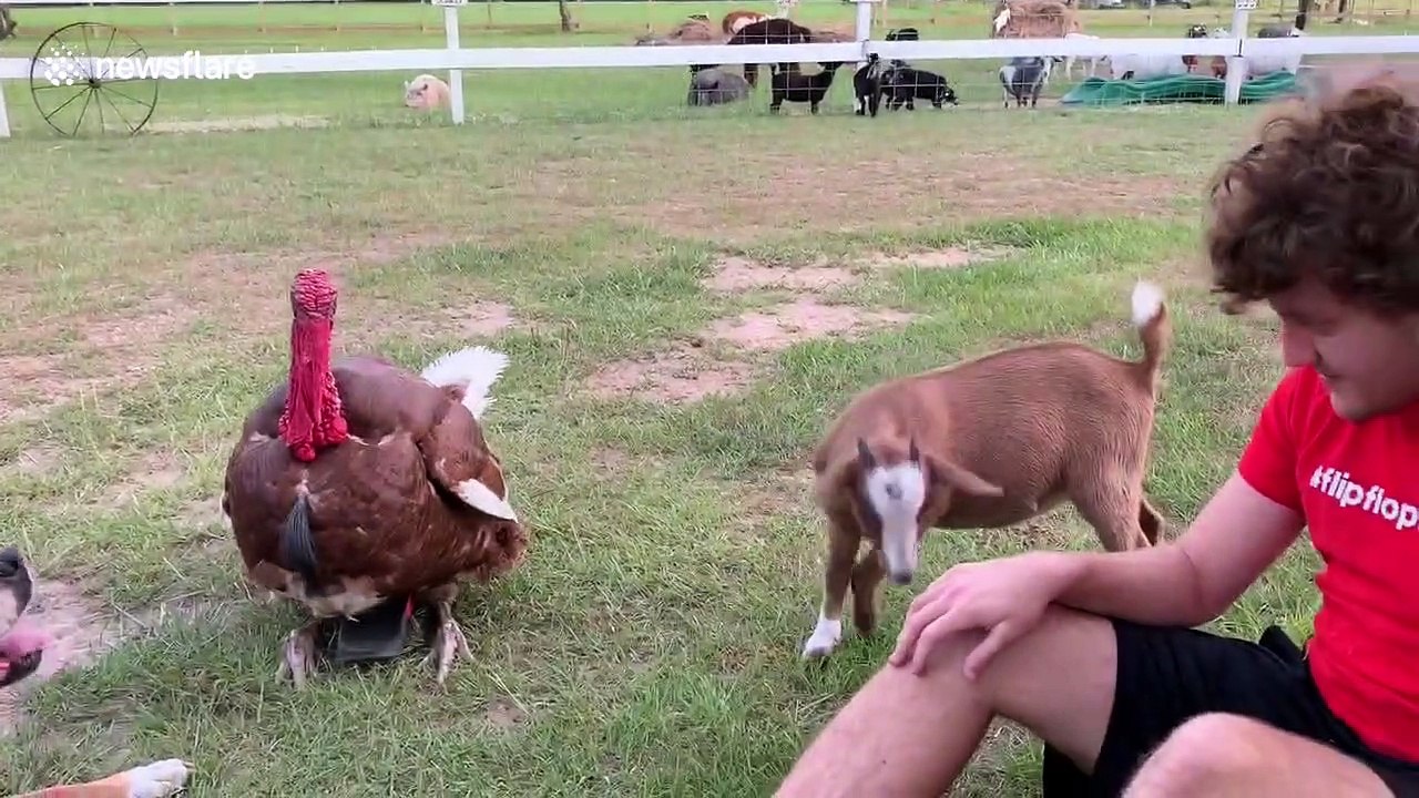 Hysterical moment turkey in Texas starts humping a man's leg