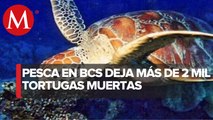 Denuncian muerte de 2 mil 350 tortugas caguama en BCS