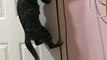 Cat Climbs to Open Door for Its Buddy