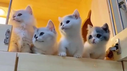 Baby Cats - Cute and Funny Cat Videos Compilation _35 _ Aww Animals(360P)