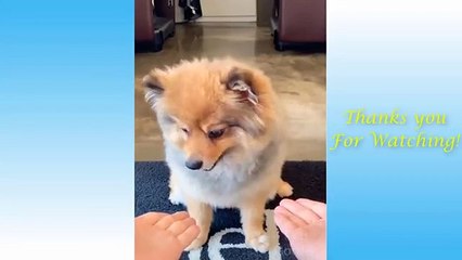 Cute Pets And Funny Animals Compilation _16 - Pets Garden(360P)