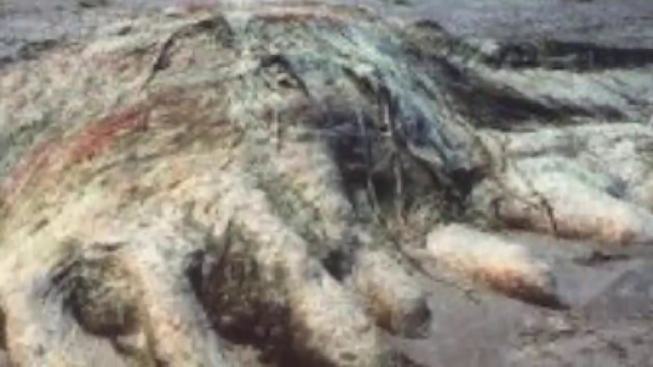 top 5 Mysterious creatures found on the beach